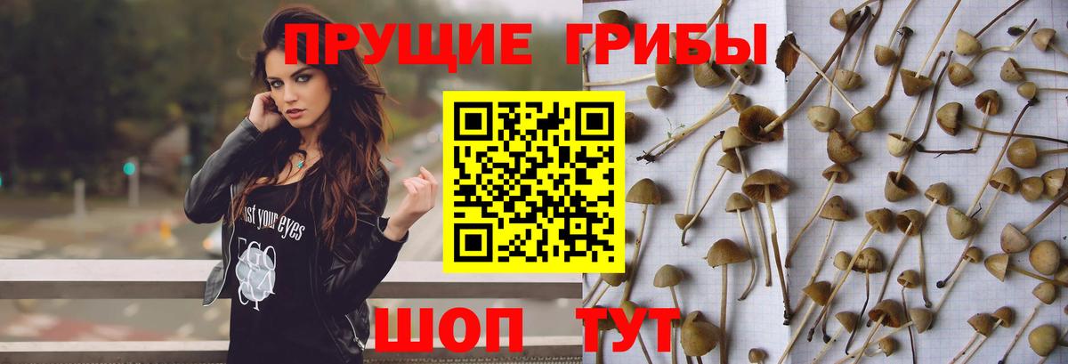 Галлюциногенные грибы Cubensis Пыть-Ях